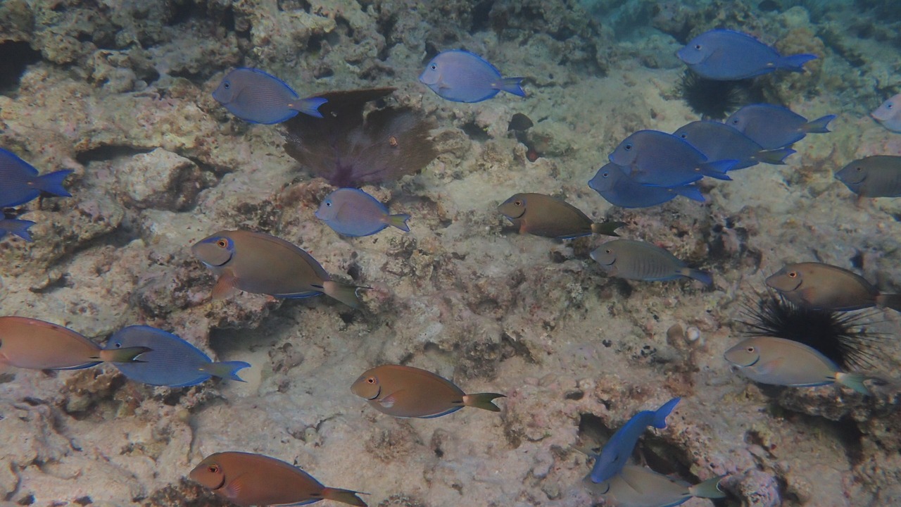 Photo of Others in Estate Smith Bay