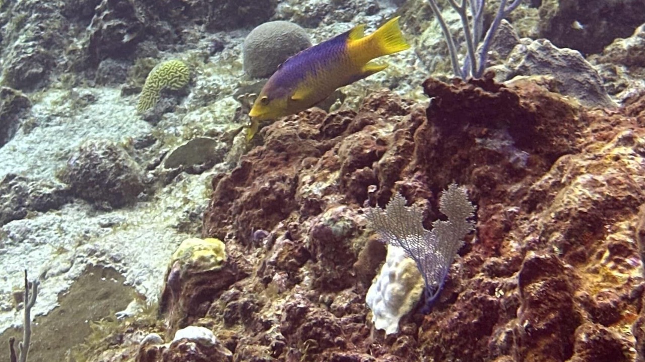 Photo of Others in Christiansted