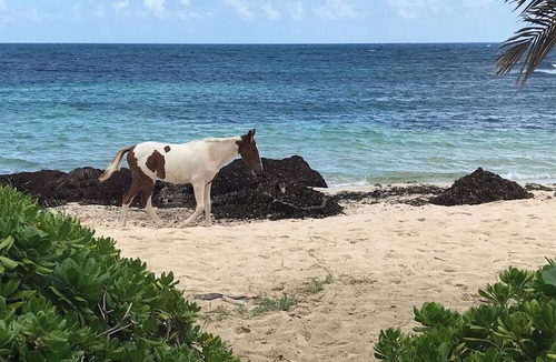 Estate Golden Rock Condo | Private beachfront condo with beautiful views of the ocean.